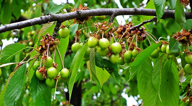 Insektycydy sadownicze – ochrona twoich drzew przed szkodnikami